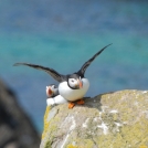 Day Tour to the Cliffs of Moher - Puffin