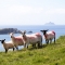 Day Tour on Ring-of-Kerry - Sheep