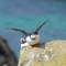 Day Tour to the Cliffs of Moher - Puffin