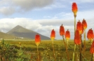 Group Holidays to Connemara, Croagh Patrick views