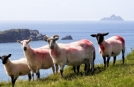 Aussicht von einder Wanderung am Ring of Kerry Irland