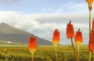 Gruppenreise in Connemara, Aussicht auf Croagh Patrick