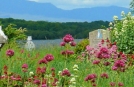 Randonnée et Promenade dans les collines, Parc National de Killarney