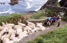 Moutons sur Ventry Pier, Péninsule de Dingle