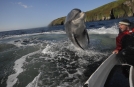 Circuits Aventure de Irlande, Dolphin Watching, Dingle