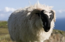 Sheep on Ring of Kerry