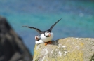 Macareux sur le littoral pendant un éco-tour d'Irlande