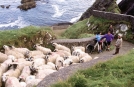Moutons au Port de Ventry, Péninsule de Dingle