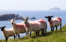 Circuits Aventure en Irlande, Sheeps Head